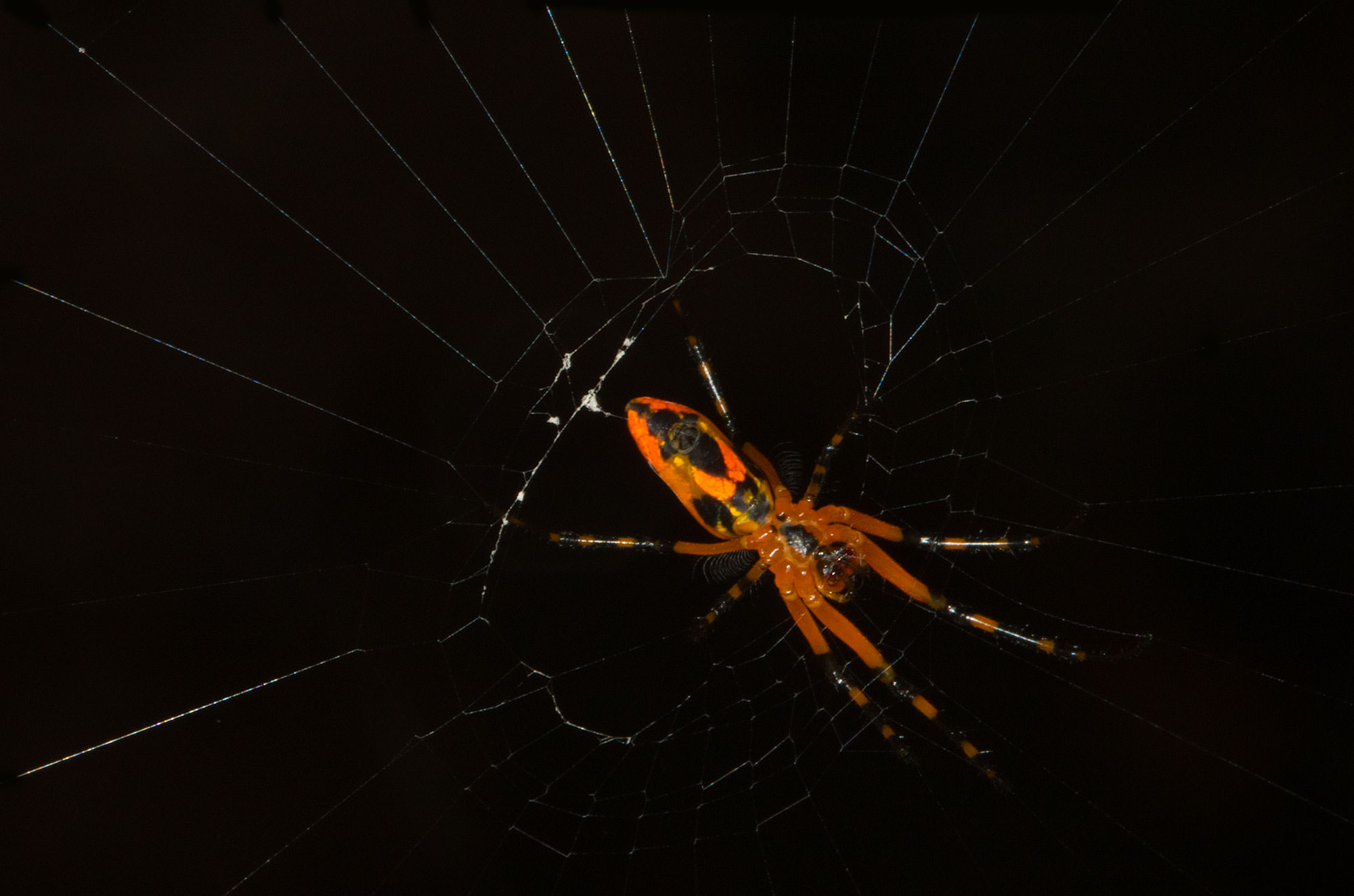 Orange orbweaver spider