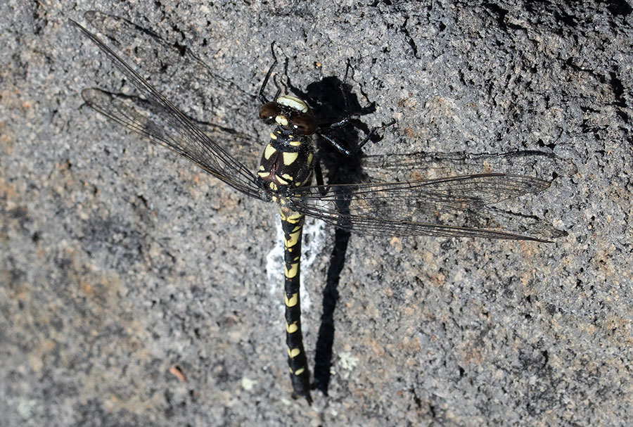 Black Petaltail (Tanypteryx hageni) in Oregon's Jefferson Park Wilderness—ancient petalurid lineage