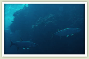 Tarpon swim along the Great Guana Cay barrier reef. Photo by Erik gauger 