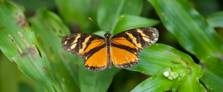 Three-banded Crescent (Eresia ithomioides alsina), Panama