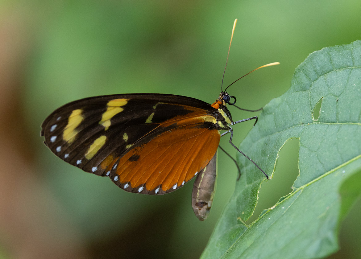 Tiger Longwing (Heliconius hecale), Angostura Lagoon, Cartago Province, Costa Rica