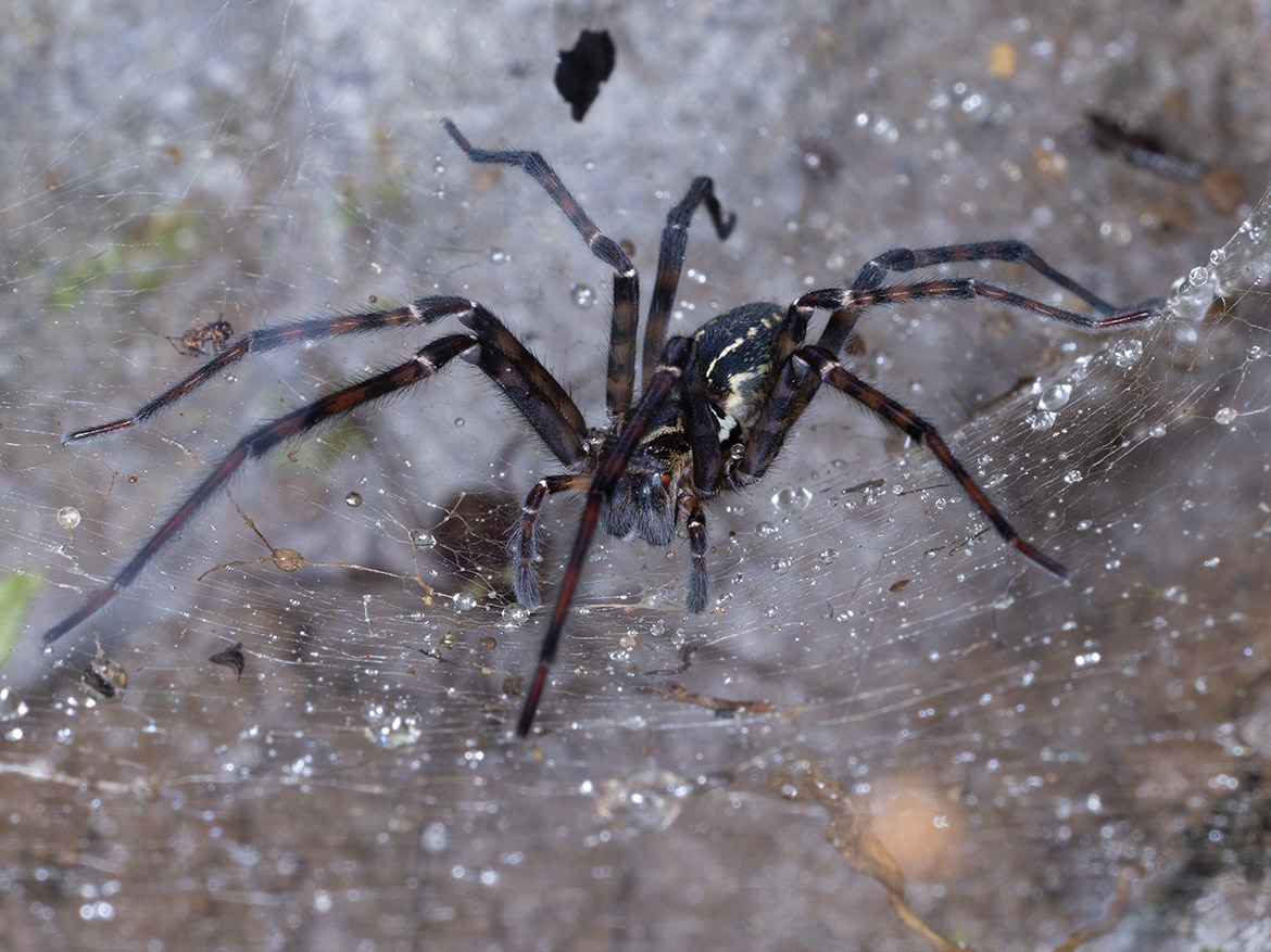 Tiger Wandering Spider (Cupiennius salei) from Cartago Province, Costa Rica, with dark banded legs and cream dorsal markings