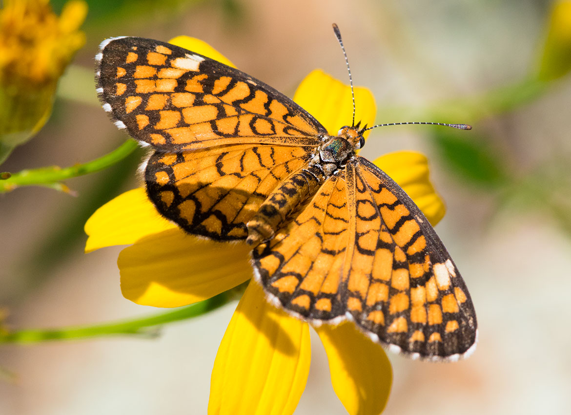 Tiny Checkerspot (Dymasia dymas), Madera Canyon, Arizona