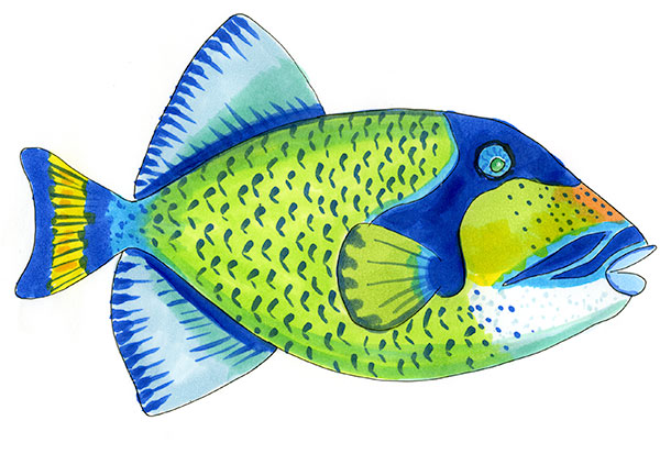 Copic and watercolor sketch of a Titan Triggerfish (Balistoides viridescens) with mosaic patterning over coral rubble.
