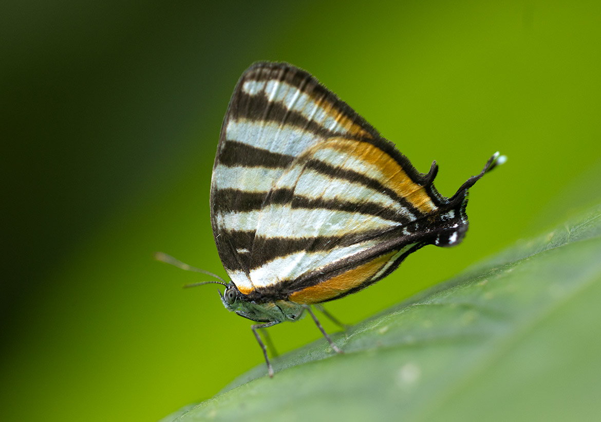Togarna Hairstreak (Arawacus togarna), Cartago Province, Costa Rica