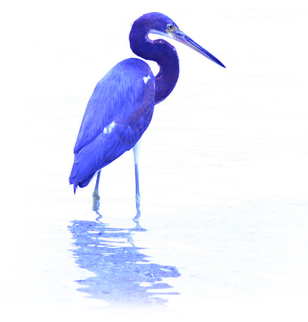 Tricolored Heron, La Paz