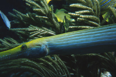 Trumpetfish swimming among Guana Cay soft corals