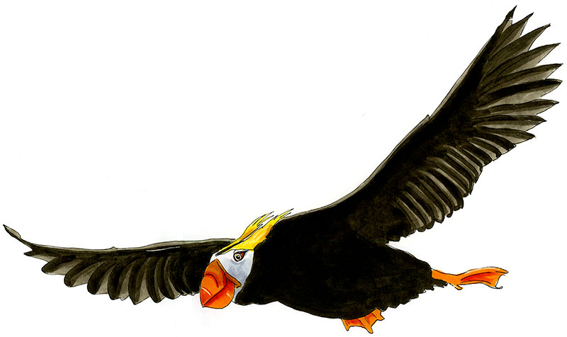 Watercolor and Copic marker sketch of a Tufted Puffin (Fratercula cirrhata), by Erik Gauger.