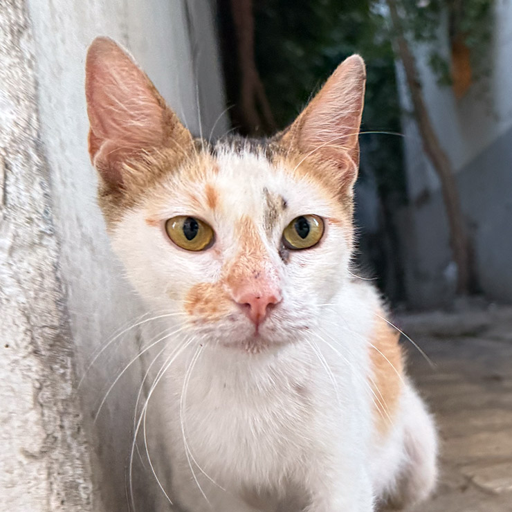 Close-up of a bicolor street cat in Tunis with orange and white fur, yellow eyes, and a smudged face, standing beside a weathered wall in a shaded alleyway.
