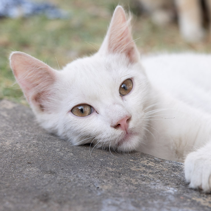 White cat with golden eyes resting on a stone slab in a sun-drenched Tunis courtyard, seeking relief from the intense summer afternoon heat.