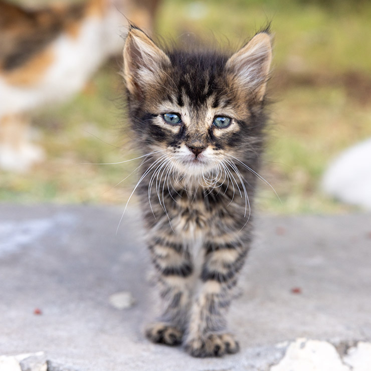 Tiny tabby kitten with fluffy fur, striking blue eyes, and long white whiskers standing on a stone surface in a Tunis courtyard, with blurred greenery and another cat in the background.