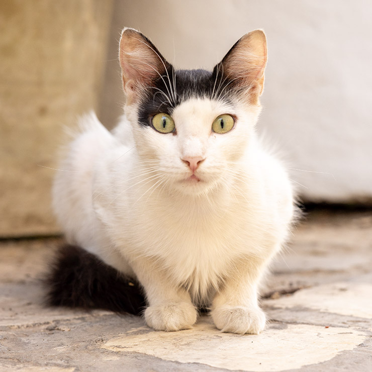 A wide-eyed alley cat with white fur and striking black markings crouched on sunlit stone in the Medina of Tunis, staring directly into the camera with alert curiosity.