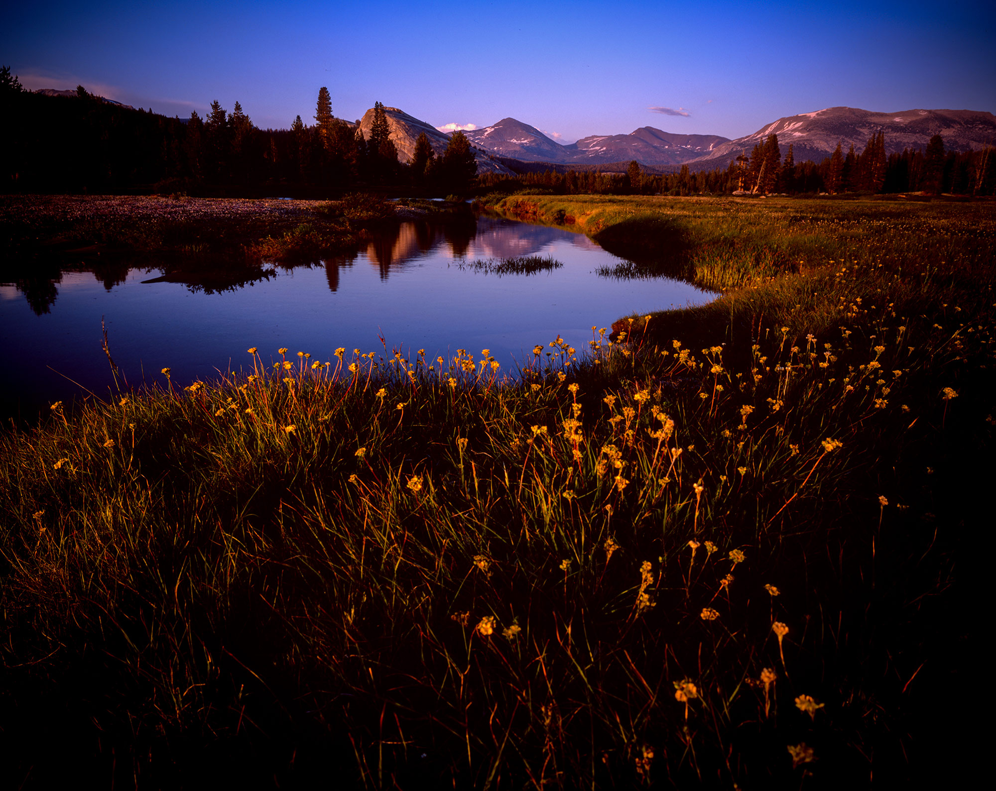 Wildflowers in the Tuolomne Meadows