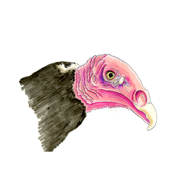 Watercolor and Copic marker sketch of a Turkey Vulture (Cathartes aura), by Erik Gauger.