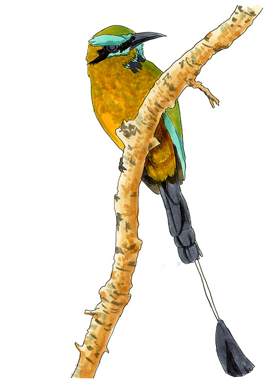 Watercolor and Copic marker sketch of a Turquoise-browed Motmot (Eumomota superciliosa), by Erik Gauger.