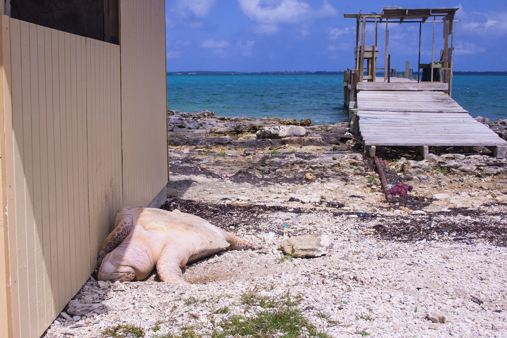 Green Turtle slaughtered for its meat and shell in Abaco.