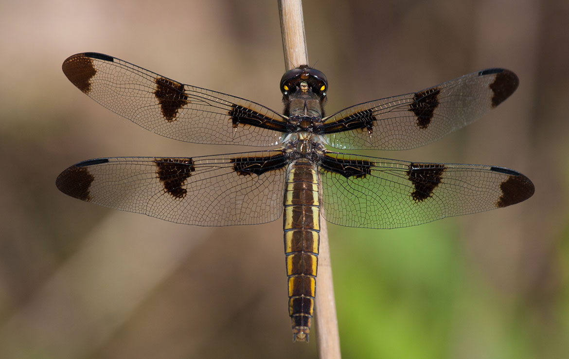 Twelve-spotted Skimmer (Libellula pulchella) female in Central Minnesota—white bands alternating with dark spots