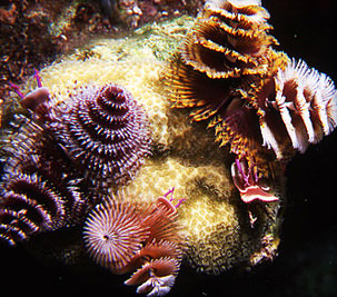 Unparalleled Beauty in the reef of Great Guana Cay