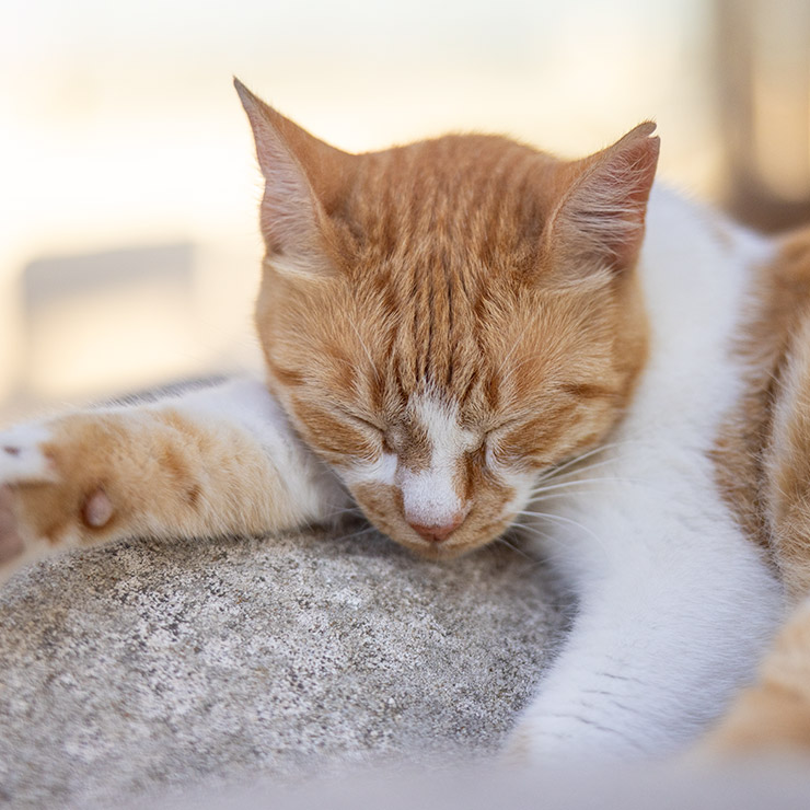 Ginger and white alley cat sleeping peacefully on sun-warmed stone in Valletta's Upper Barrakka Gardens, a quiet icon of Malta's historic capital and its beloved street cats.