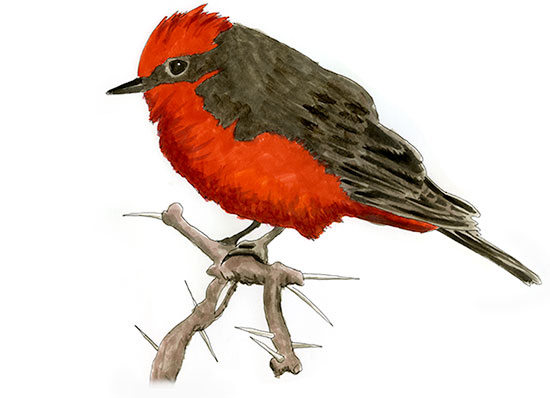 Watercolor and Copic marker sketch of a Vermilion Flycatcher (Pyrocephalus rubinus), by Erik Gauger.