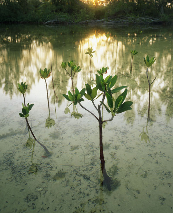 Mangrove saplings from Great Guana Cay