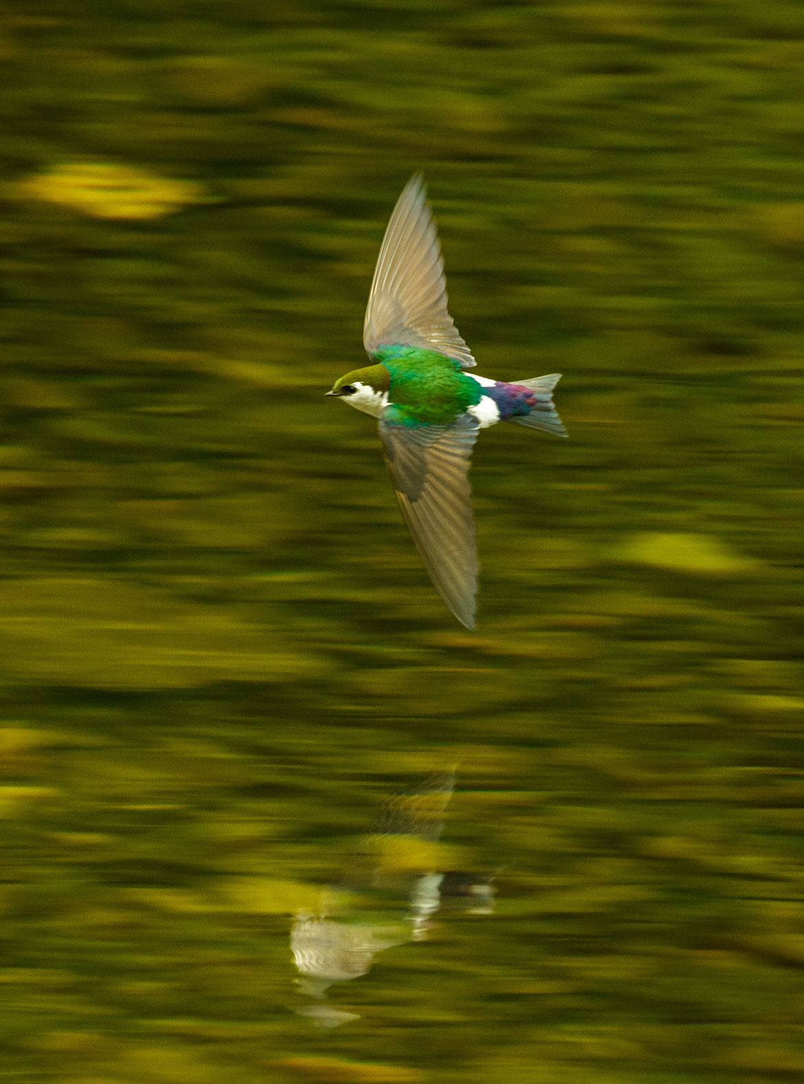 Russell Lake, Jefferson Park Wilderness, Oregon