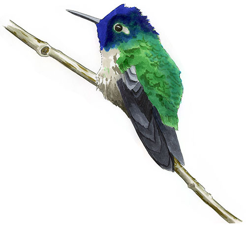 Watercolor and Copic marker sketch of a Violet-headed Hummingbird (Klais guimeti), by Erik Gauger.