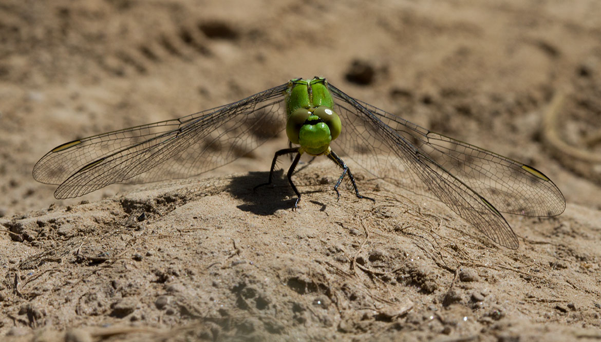 Western Pondhawk (Erythemis collocata) from Sauvie Island, Oregon—stout skimmer of western wetlands