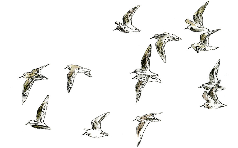 Watercolor and Copic marker sketch of a Western Sandpiper (Calidris mauri), by Erik Gauger.