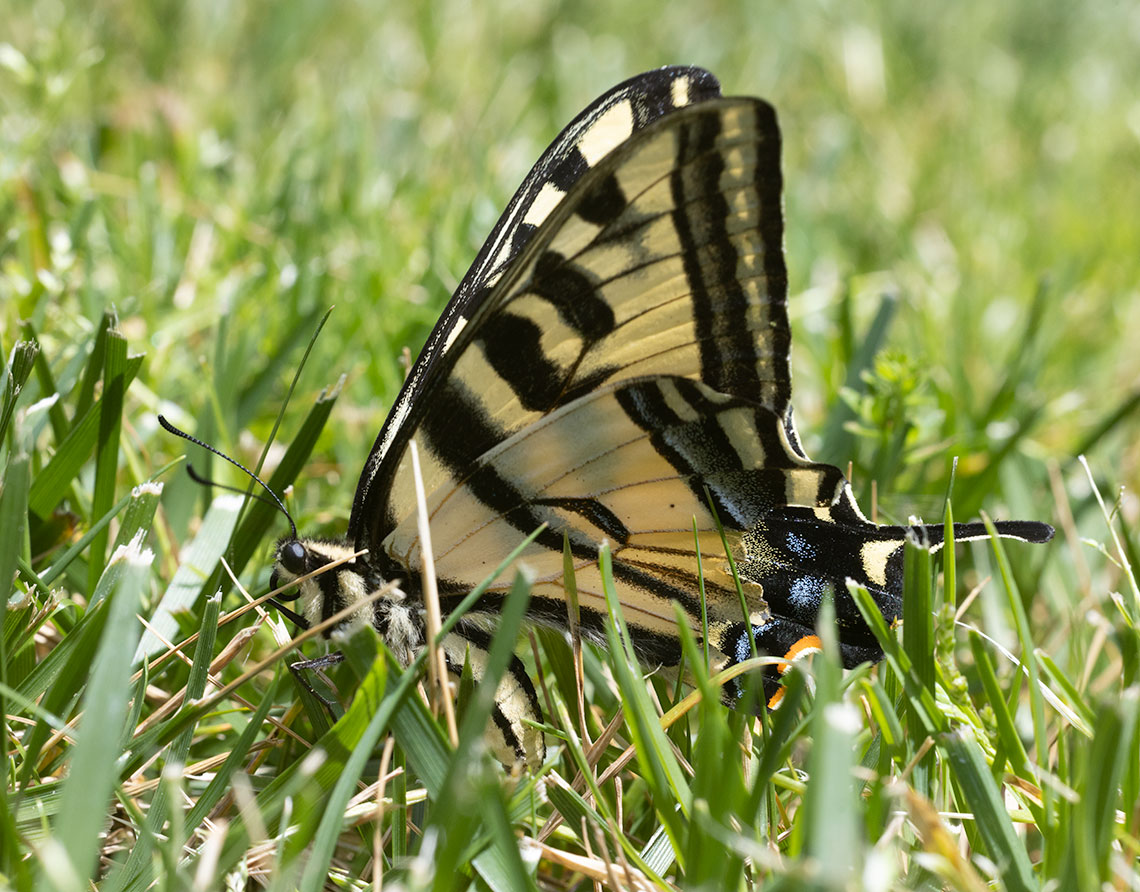 Western Tiger Swallowtail (Papilio rutulus), Portland, Oregon