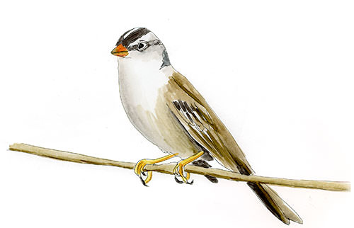 Watercolor and Copic marker sketch of a White-crowned Sparrow (Zonotrichia leucophrys), by Erik Gauger.