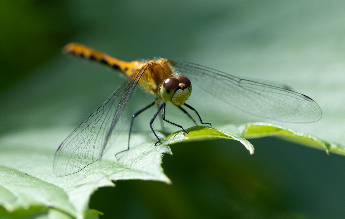 White-faced Meadowhawk (Sympetrum obtrusum) in Wright County, Minnesota—pale face contrasting with red abdomen
