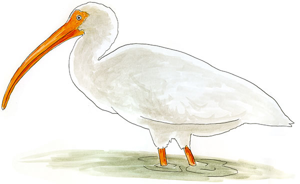 Watercolor and Copic marker sketch of a White Ibis (Eudocimus albus), by Erik Gauger.