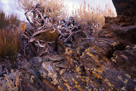 White Mountains, California