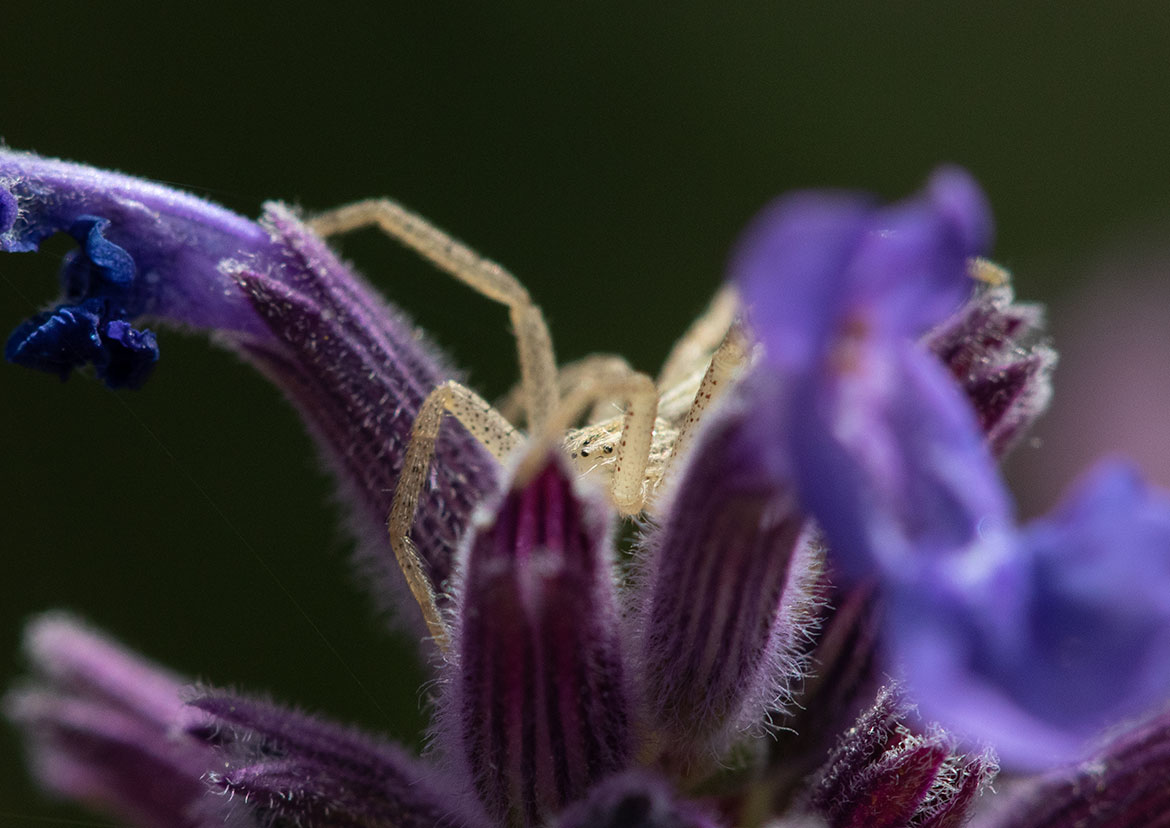 White-banded Crab Spider (Misumenoides formosipes) near Summer Lake, Oregon, pale beige spider on lavender bloom