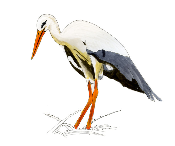 Watercolor and Copic marker sketch of a White Stork (Ciconia ciconia), by Erik Gauger.
