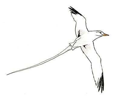 Watercolor and Copic marker sketch of a White-tailed Tropicbird (Phaethon lepturus), by Erik Gauger.