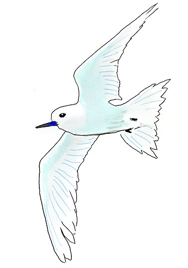 Watercolor and Copic marker sketch of a White Tern (Gygis alba), by Erik Gauger.