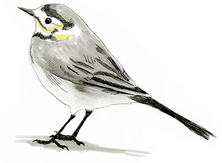 Watercolor and Copic marker sketch of a White Wagtail (Motacilla alba), by Erik Gauger.