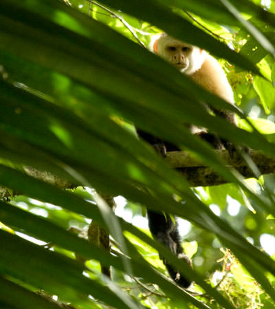 Central American White-faced Capuchin (Cebus imitator)
