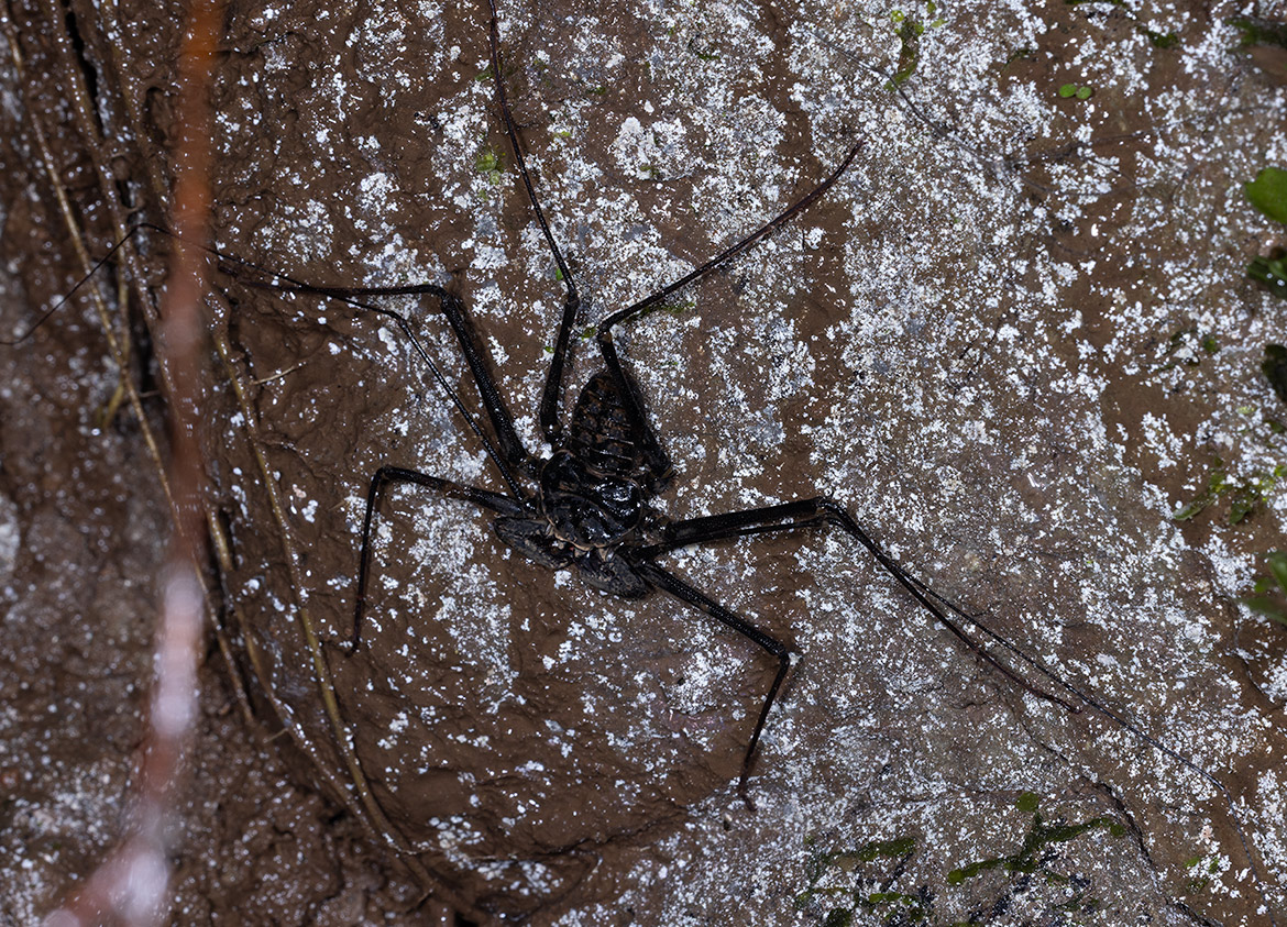 White's Tailless Whip Scorpion (Phrynus whitei) photographed at Rancho Naturalista, Cartago Province, Costa Rica—flattened amblypygid with long antenniform legs on a damp canyon wall