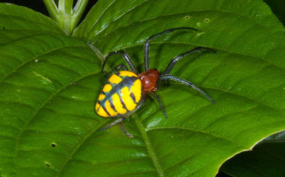 Unidentified yellow and black spider from Soberanía Jungle, Panama with triangular abdomen and spines