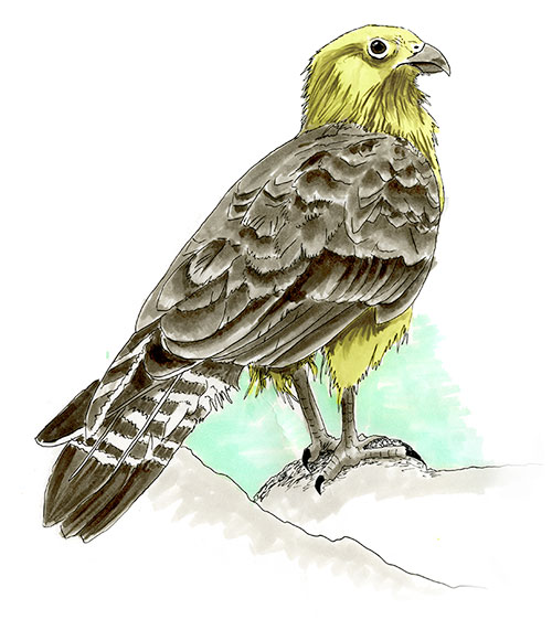 Watercolor and Copic marker sketch of a Yellow-headed Caracara (Daptrius chimachima), by Erik Gauger.