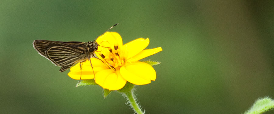 Yellow-veined Skipper (Parphorus decora), Panama