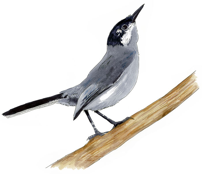 Watercolor and Copic marker sketch of a Yucatan Gnatcatcher (Polioptila albiventris), by Erik Gauger.