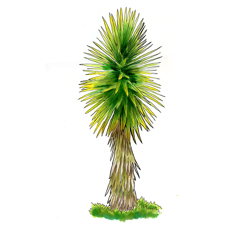 Spanish Bayonet (Yucca aloifolia)