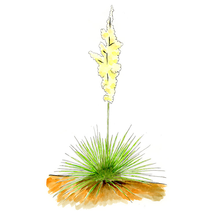 Narrowleaf Yucca (Yucca angustissima)