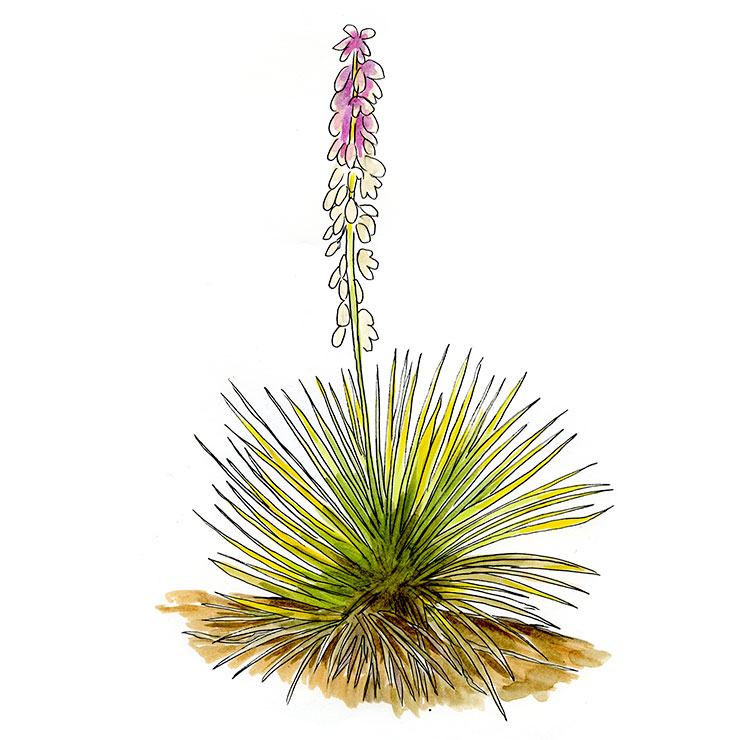Bailey's Yucca (Yucca baileyi)