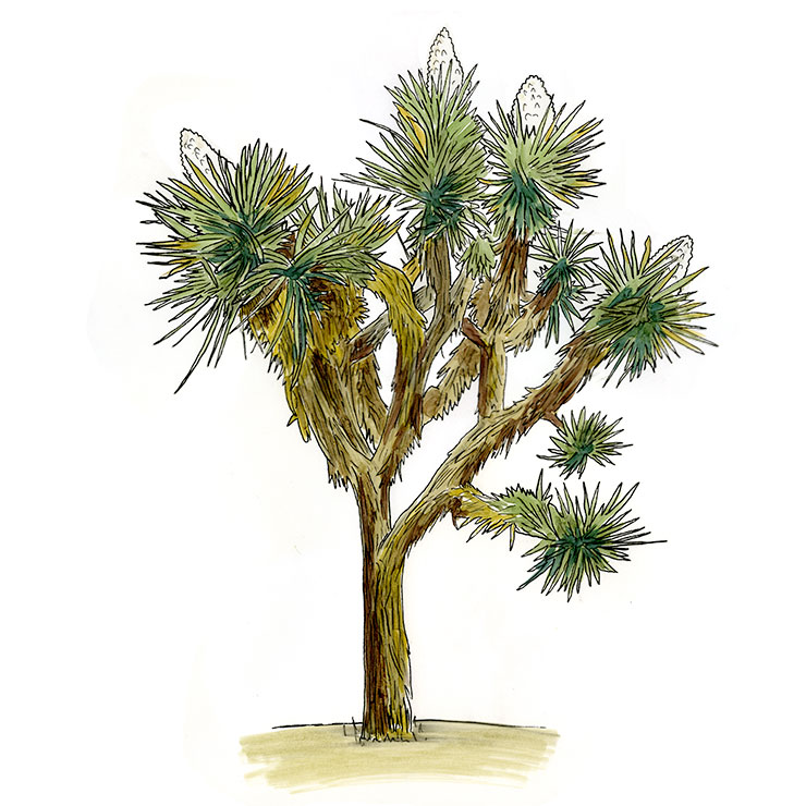 Joshua Tree (Yucca Brevifolia)