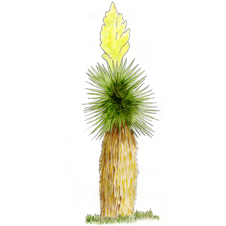 Giant Spanish Dagger (Yucca carnerosana)